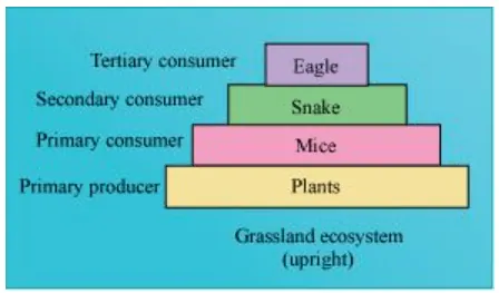 NCERT Solutions for Class 12 Biology Chapter 14 Ecosystem PDF Image 2