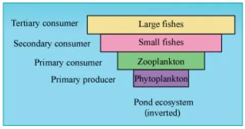 NCERT Solutions for Class 12 Biology Chapter 14 Ecosystem PDF Image 3