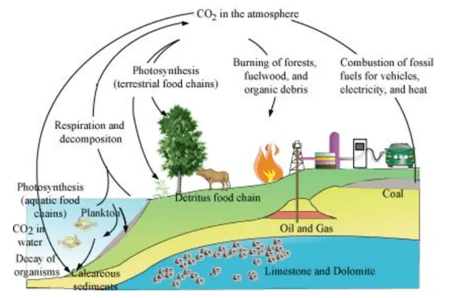 NCERT Solutions for Class 12 Biology Chapter 14 Ecosystem PDF Image 5