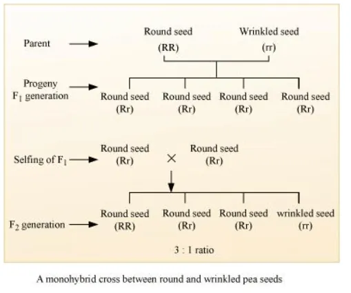 NCERT Solutions for Class 12 Biology Chapter 5 Principles of Inheritance and Variation PDF Image 5