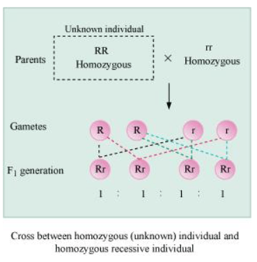 NCERT Solutions for Class 12 Biology Chapter 5 Principles of Inheritance and Variation PDF Image 6