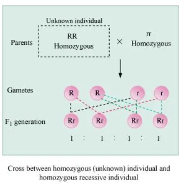 NCERT Solutions for Class 12 Biology Chapter 5 Principles of Inheritance and Variation PDF Image 6