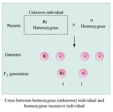 NCERT Solutions for Class 12 Biology Chapter 5 Principles of Inheritance and Variation PDF Image 7