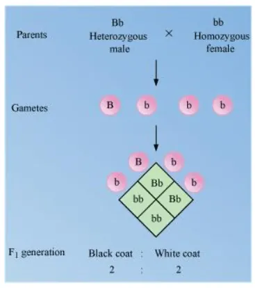 NCERT Solutions for Class 12 Biology Chapter 5 Principles of Inheritance and Variation PDF Image 8