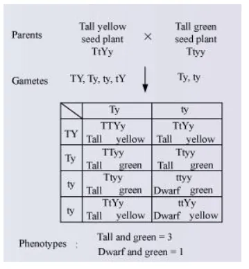 NCERT Solutions for Class 12 Biology Chapter 5 Principles of Inheritance and Variation PDF Image 9