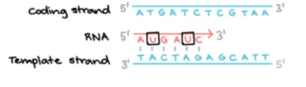 NCERT Solutions for Class 12 Biology Chapter 6 Molecular Basic of Inheritance PDF Image 1
