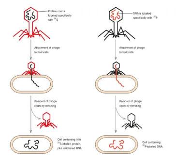 NCERT Solutions for Class 12 Biology Chapter 6 Molecular Basic of Inheritance PDF Image 2