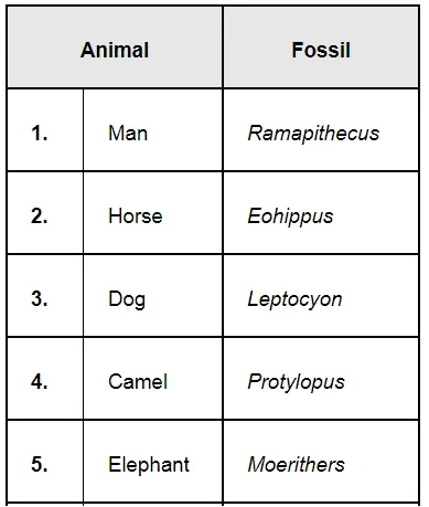 NCERT Solutions for Class 12 Biology Chapter 7 Evolution PDF Image 4