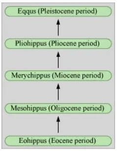 NCERT Solutions for Class 12 Biology Chapter 7 Evolution PDF Image 6