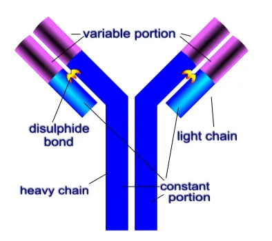 NCERT Solutions for Class 12 Biology Chapter 8 Human Health and Disease PDF Image 3