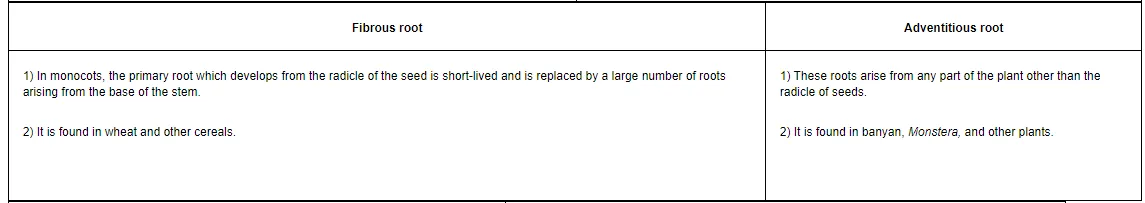 1) In monocots, the primary root which develops from the radicle of the seed is short-lived and is replaced by a large number of roots arising from the base of the stem.