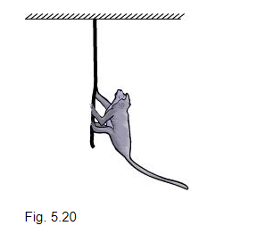 A monkey of mass 40 kg climbs on a rope