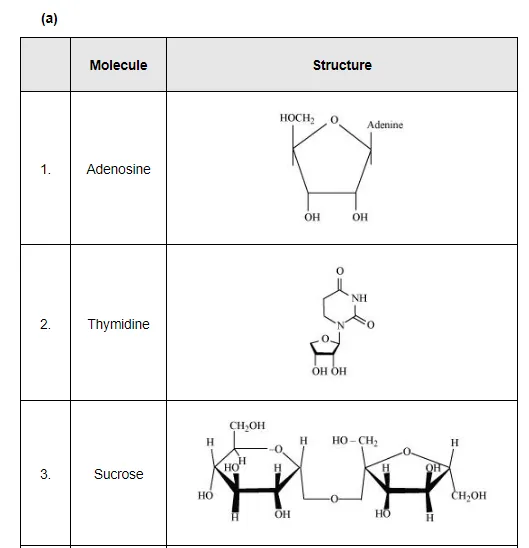Adenosine