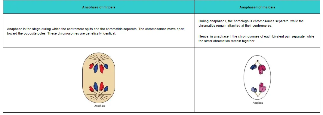 Anaphase is the stage during which the centromere splits and the chromatids separate. The chromosomes move apart, toward the opposite poles. These chromosomes are genetically identical.