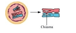 Chiasmata is the site where two non-sister chromatids of homologous chromosomes have crossed over. It represents the site of cross-over. It is formed during the diplotene stage of prophase I