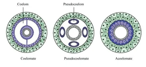 Coelom is a fluid filled space between the body wall and digestive tract. The presence or absence of body cavity or coelom plays a very important 