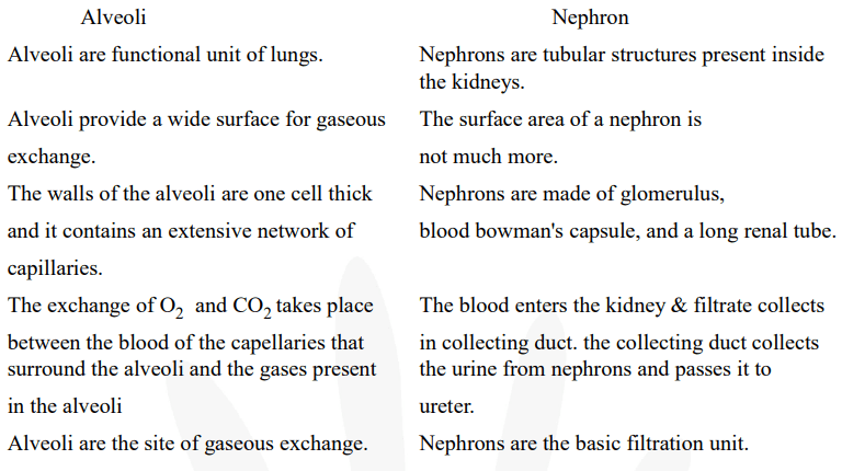 Compare the functioning of alveoli in the lungs and nephrons in the kidneys with respect to their structure and functioning.