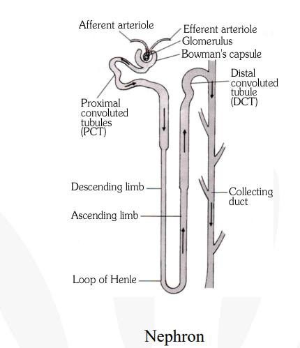 Describe the structure and functions of nephron