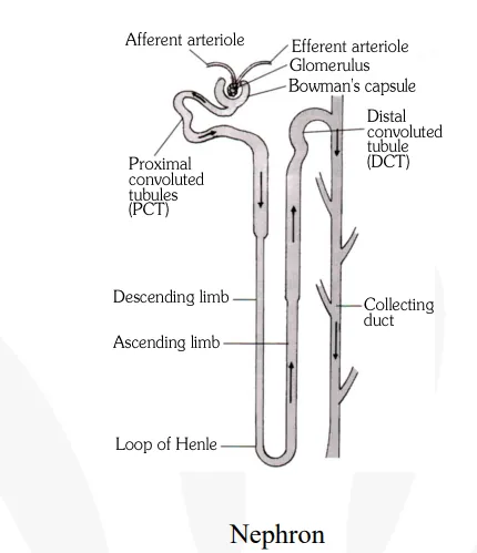 Describe the structure and functions of nephron