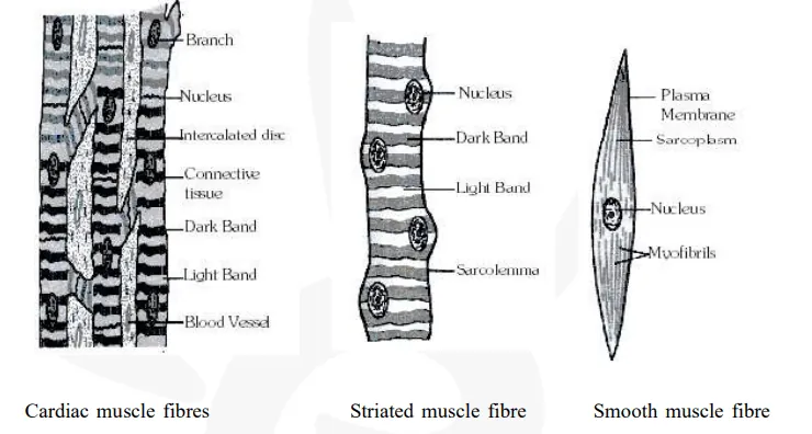 Diagramatically show the difference