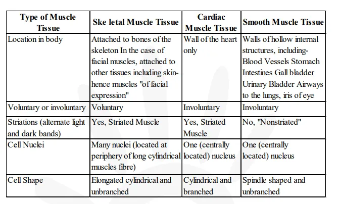 Difference amongst striated, unstriated and cardiac muscles on the basis of their structure and site / location in the body.