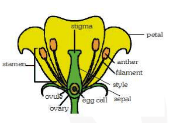 Draw a labeled diagram of the longitudinal section of a flower