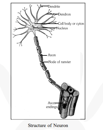 Draw a labelled diagram of a neuron.