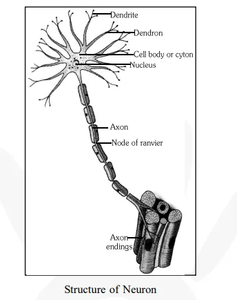 Draw a labelled diagram of a neuron.