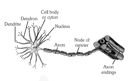 Draw the structure of a neuron and explain its function