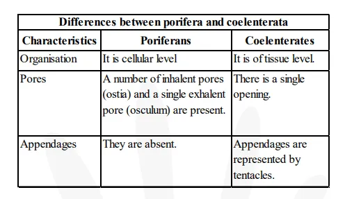 How do poriferan animals differ from coelenterate