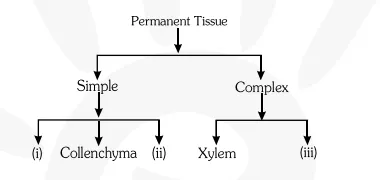 How does the cork act as a protective tissue