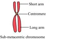 In this, one arm is extremely long and the other is extremely short.