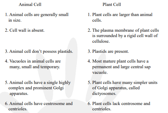 Make a comparison and write down ways in which plant cells are different  from animalcells.