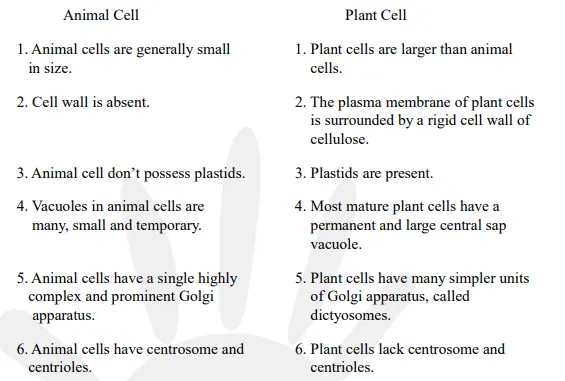Make a comparison and write down ways in which plant cells are different from animal cells.