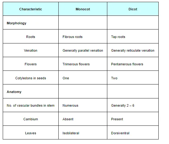 Monocots and dicots can be differentiated through their morphological and anatomical characteristics