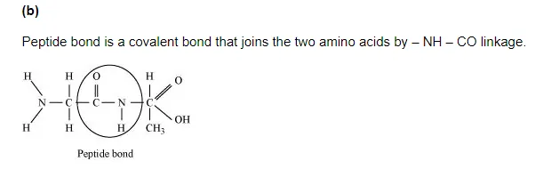 Peptide bond is a covalent bond that joins the two amino acids by – NH – CO linkage.