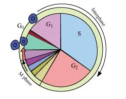 RNA required for mitosis are synthesised during this stage.
