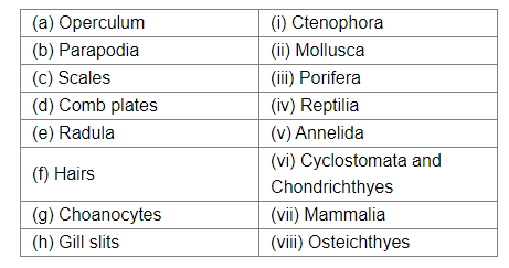 The body segmentation first appeared in the phylum