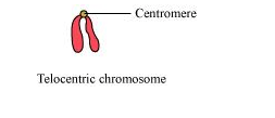 The chromosome in which the centromere is located