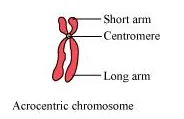 The chromosome in which the centromere