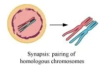 The pairing of homologous 
