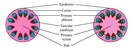 The secondary growth in plants increases the girth of plants, 