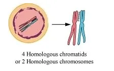  They are formed during the zygotene stage of prophase I of meiosis.