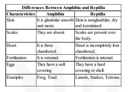 What are the differences between amphibians