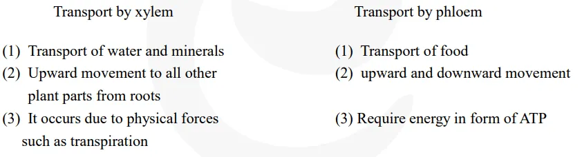What are the differences between the transport of materials in xylem and phloem