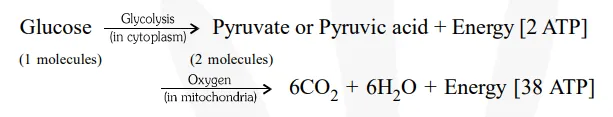 What are thedifferent ways in which glucose is oxidised to provide energy in various organisms
