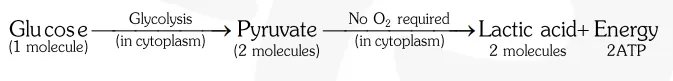 What are thedifferent ways in which glucose is oxidised to provide energy in various organisms03