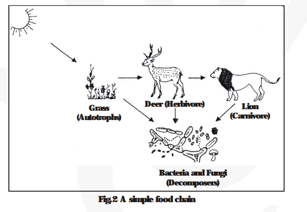 What are trophic levels Give an example of a food chain and state thedifferent trophic levels in it.