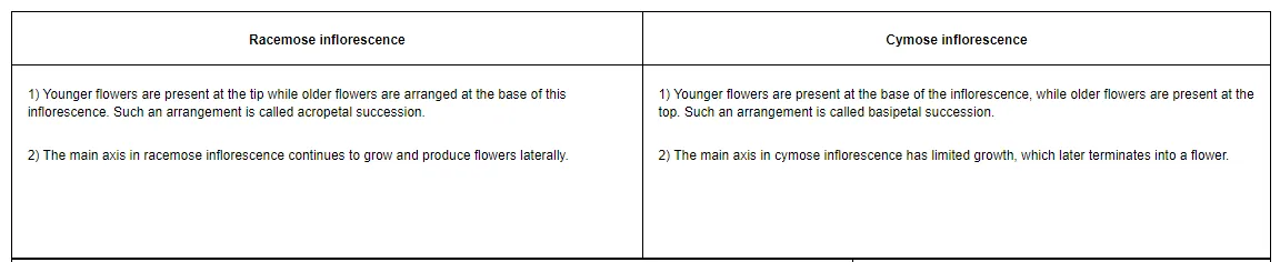 ) Younger flowers are present at the tip while older flowers are arranged at the base of this inflorescence. Such an arrangement is called acropetal succession.