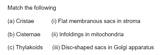 (ii) Infoldings in mitochondria
